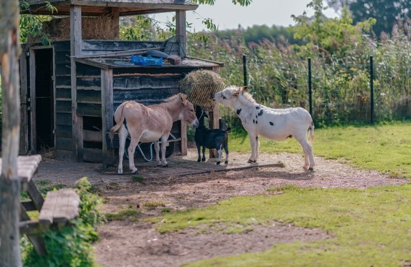 Kinderboederij epe gelderland