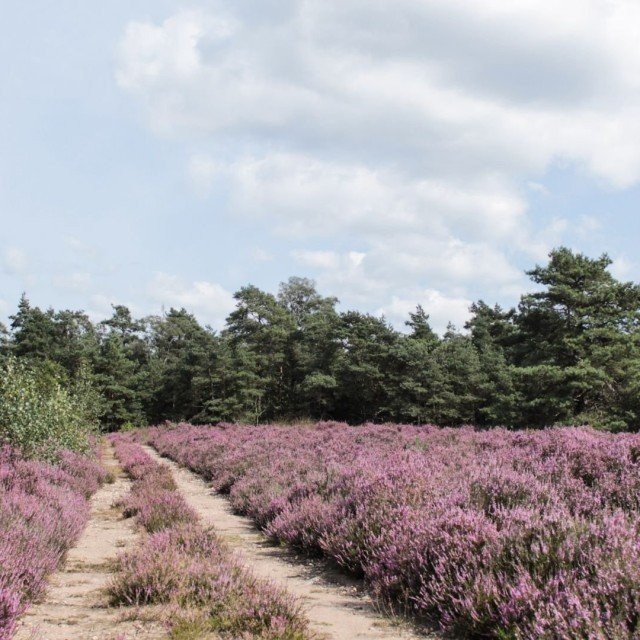 Veluwe